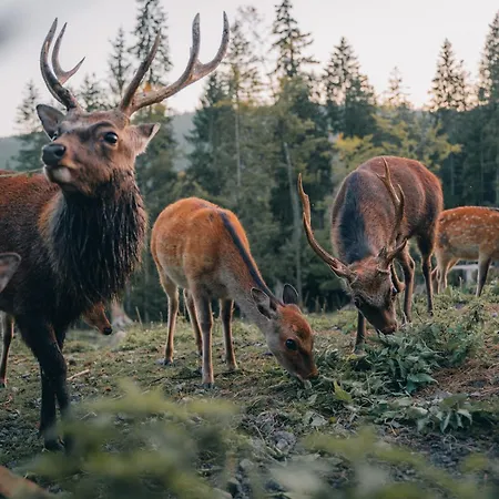 Schwarzwaldglück Loft Apartamento St. Blasien