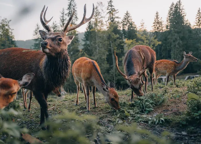 Schwarzwaldglück Loft Apartamento St. Blasien